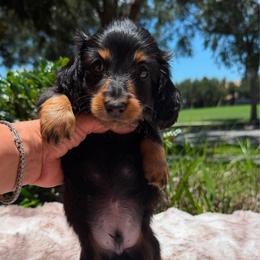 Midnight (Financing Available) - Black and tan male Dachshund puppy in Inverness, Florida from Canaan Farm Corgis