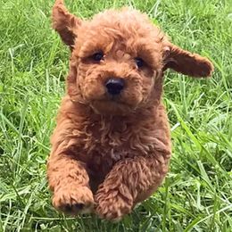 Goldendoodles from Gracie’s Doodles Hawaii