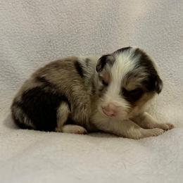 Baron - Red merle male Border Collie puppy in Surgoinsville, Tennessee from Smokey Mountain Vizslas