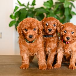 Aussiedoodle, Bernedoodle, Cavapoo, Goldendoodle, Irish Doodle, and Poodle Puppies from Sun Valley Goldendoodles