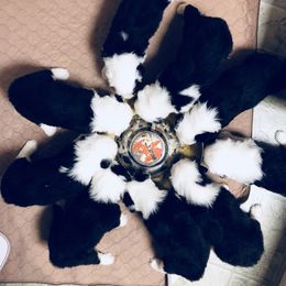 Old English Sheepdog Puppies from Bumblebears Old English Sheepdogs