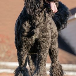 Assorted Doodle Crosses, Old English Sheepdogs, and Poodles from Everyone Loves Doodlez