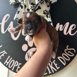 Red Male - Red and white male Shihpoo puppy in Asheboro, North Carolina from Southern Bred Pups