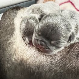 French Bulldog Puppies from Ark Frenchies Limited