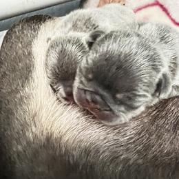 French Bulldog Puppies from Ark Frenchies Limited