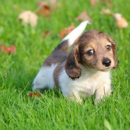 Dachshund Puppies from Mom's Dachshunds