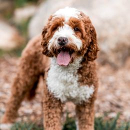 Paxton - Goldendoodle