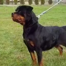 Kanna - Rottweiler