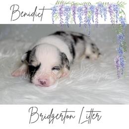 Benidict - Blue merle and white male American Corgi puppy in Greenwood, Indiana from Witch Creek Corgis