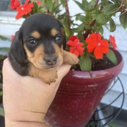 Dachshund Puppies from Dandelion Doxies