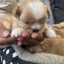 Boy 1 - Gold and white male Shorkie puppy in San Tan Valley, Arizona from Great Mates