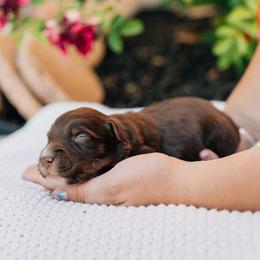 Louie - Red tri female Miniature Australian Shepherd puppy in Enoch, Utah from Twisted H Aussies