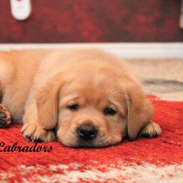 Labrador Retriever Puppies from Günther Labradors