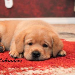 Labrador Retriever Puppies from Günther Labradors