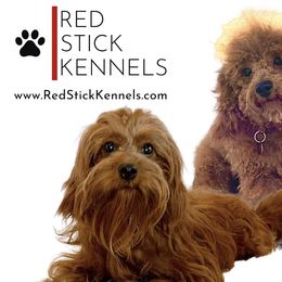 Cavapoos, Cockapoos, Cocker Spaniels, and Goldendoodles from Red Stick Kennels, LLC