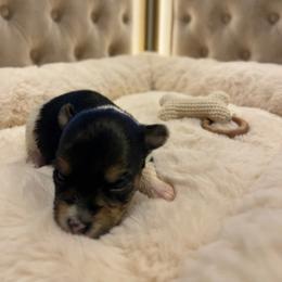 Phoenix - Parti female Yorkshire Terrier puppy in Florence, South Carolina from OK Puppies LLC