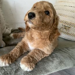 Goldendoodle Puppies from Edge Farm Goldendoodles