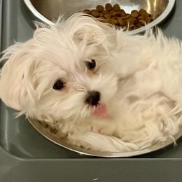 Tiger boy 3 (purple) - White and buff male Bichon Frise puppy in Lavon, Texas from Sissy’s Heavenly Paws