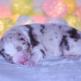 Rolex - Red merle male Australian Shepherd puppy in Easton, Missouri from MMA Kennel