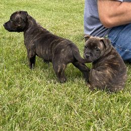 Staffordshire Bull Terrier Puppies from Neverland Staffords