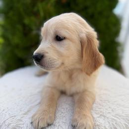 Red Collar Boy - Golden male Golden Retriever puppy in Salt Lake City, Utah from Deseret Peak Goldens