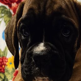 Girl 3 - Fawn Boxer puppy in Rocky Comfort, Missouri from Meredith's Boxer Puppies