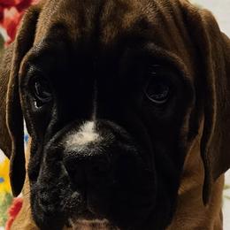 Girl 3 - Fawn Boxer puppy in Rocky Comfort, Missouri from Meredith's Boxer Puppies