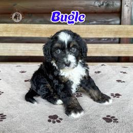 Bugle - Tri-color male Bernedoodle puppy in Banner Elk, North Carolina from Walnut Tree Bernedoodles