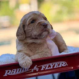 Cupcake - Caramel female Australian Labradoodle puppy in Citrus Heights, California from Elite Blend Labradoodles