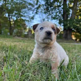 Leo - Red mottled male Australian Cattle Dog puppy in Axton, Virginia from Red Clay Kennels