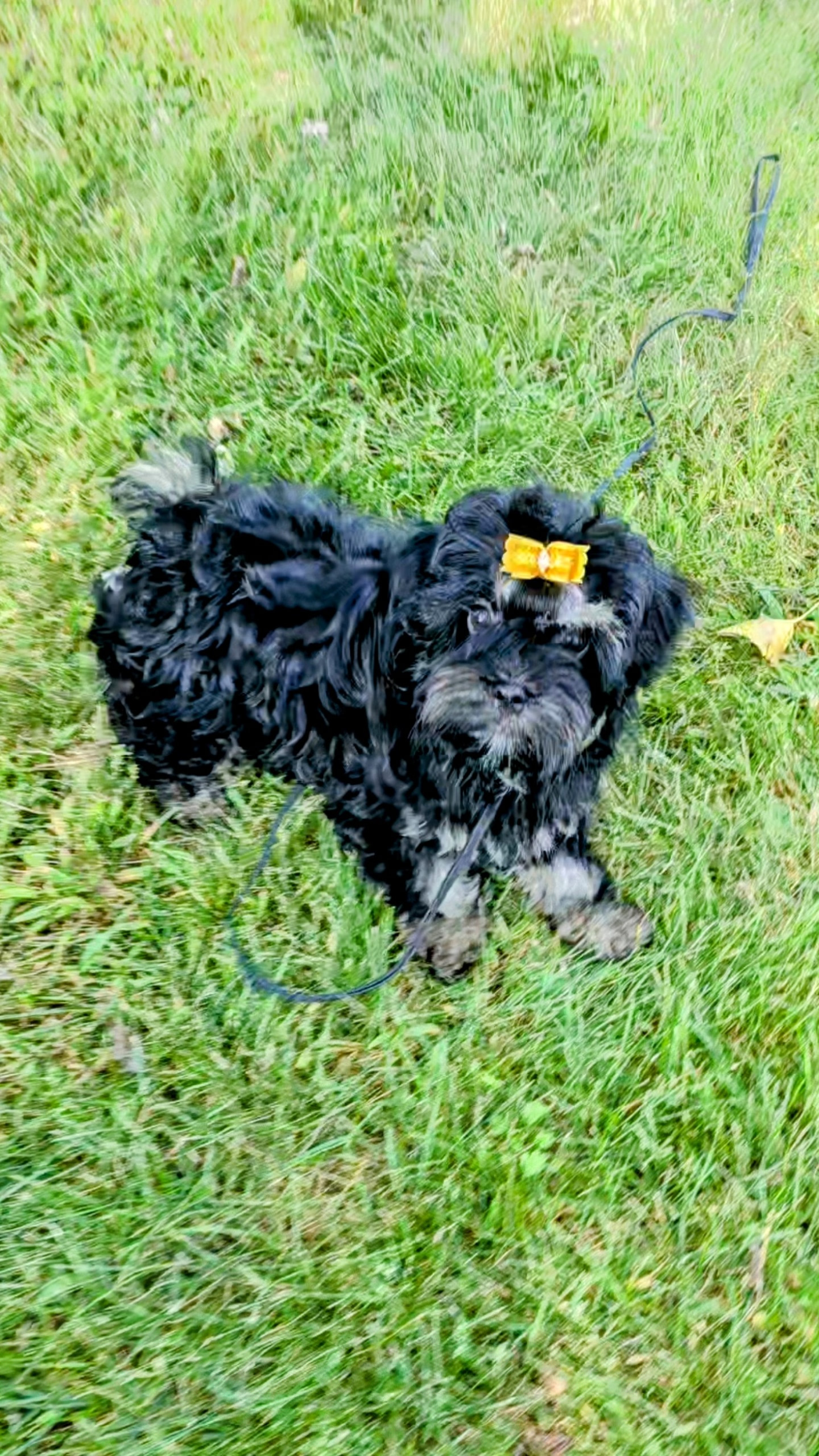 Carolina - Black female Russian Tsvetnaya Bolonka puppy in Chicago, Illinois from Simply Bolonka - A Russian Tsvetnaya Bolonka Kennel