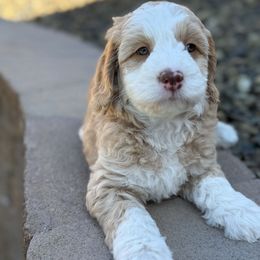 Rocky - Apricot male Goldendoodle puppy in Twin Falls, Idaho from Magic Valley Family Doodles