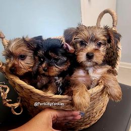Yorkshire Terrier Puppies from Port City Yorkies LLC