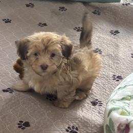 Boy 2 - Red male Havanese puppy in East Lansing, Michigan from VanCort's Happy Havanese