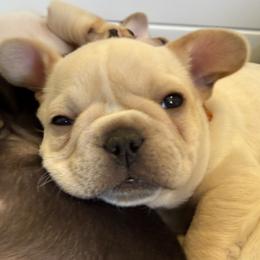 Mr Yellow - Cream male French Bulldog puppy in Clinton, Tennessee from Summer Rose