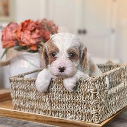 Bennett - Blenheim male Cavapoo puppy in Draper, Utah from Peaks Pups — Exceptional by Nature. Raised with Purpose.