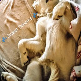 Goldendoodle and Golden Retriever Puppies from Goldens and Doodles of MN