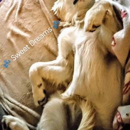 Goldendoodle and Golden Retriever Puppies from Goldens and Doodles of MN