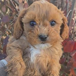 Carmel - Red female Cavapoo puppy in Blackfoot, Idaho from Rocky Desert Goldens and Cavaliers