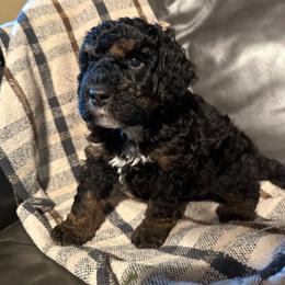 Tucker - Phantom male Bernedoodle puppy in Jim Falls, Wisconsin from Pup Paw-fection