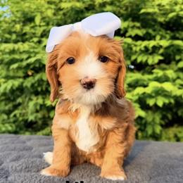 Monarch Lily - Apricot female Australian Labradoodle puppy in Mason, Michigan from Monarch Labradoodles