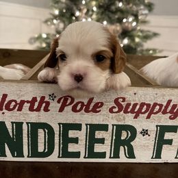 Cavalier King Charles Spaniel Puppies from Ridgefield Cavaliers