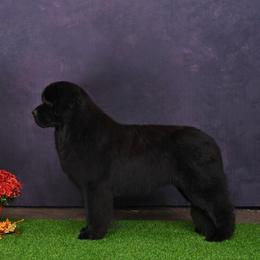 Genji - Newfoundland