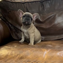 French Bulldog Puppies from Brandi Nance's French Bulldogs