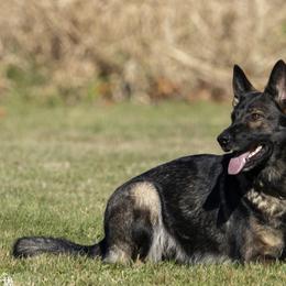 Xsena - German Shepherd