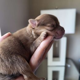 AKC Chocolate Sable Merle Male - Chocolate sable Pomeranian puppy in Bowie, Maryland from Potomac Pomeranians