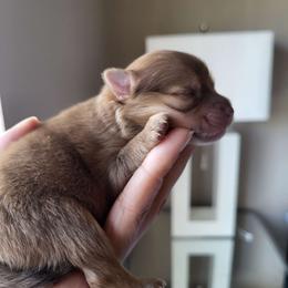 AKC Chocolate Sable Merle Male - Chocolate sable Pomeranian puppy in Bowie, Maryland from Potomac Pomeranians