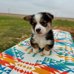 Blaze - Black and tan male Pembroke Welsh Corgi puppy in Walsh, Colorado from Wilson Ranch Corgis
