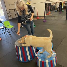 Labrador Retriever Puppies from Armory Labradors