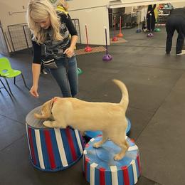 Labrador Retriever Puppies from Armory Labradors